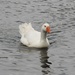White Duck by oldjosh