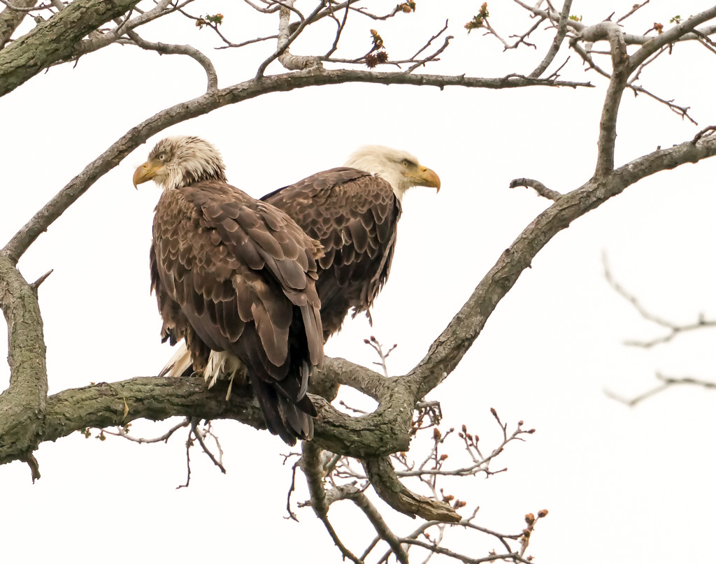 Eagles at Bombay Hook by shesnapped