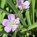 May 11: Perennial Geranium by daisymiller
