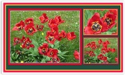 12th May 2018 - Red Tulips.