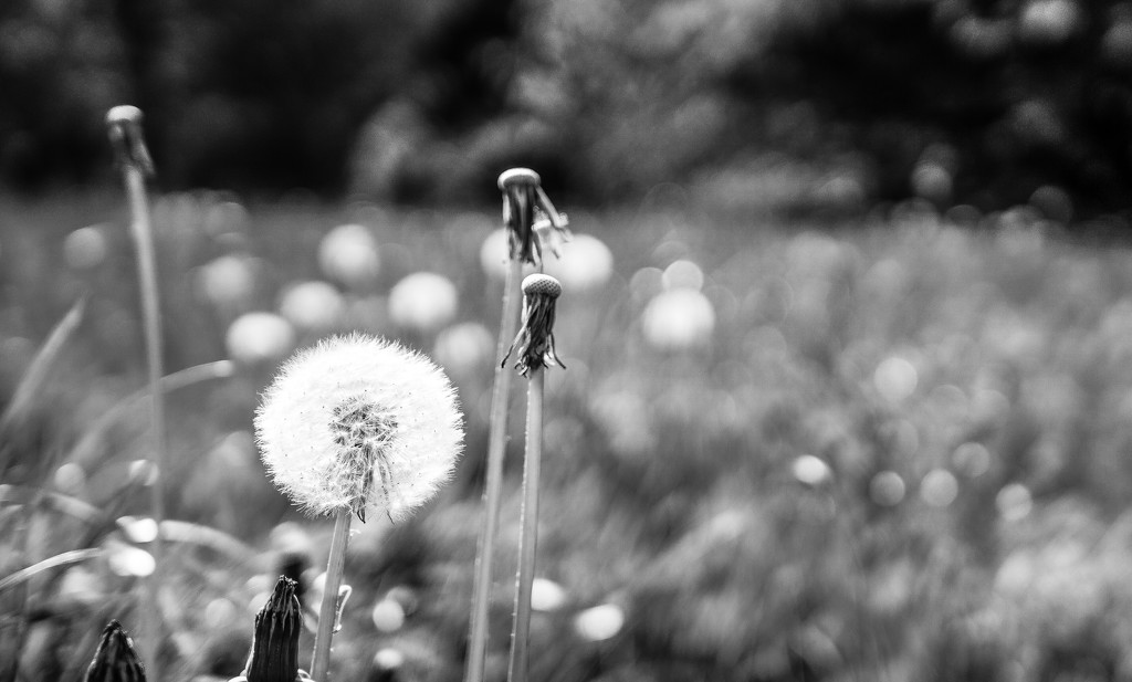 The place of dandelions in BW by cristinaledesma33
