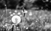 10th May 2018 - The place of dandelions in BW