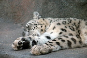 10th May 2018 - Sleeping Snow Leopard