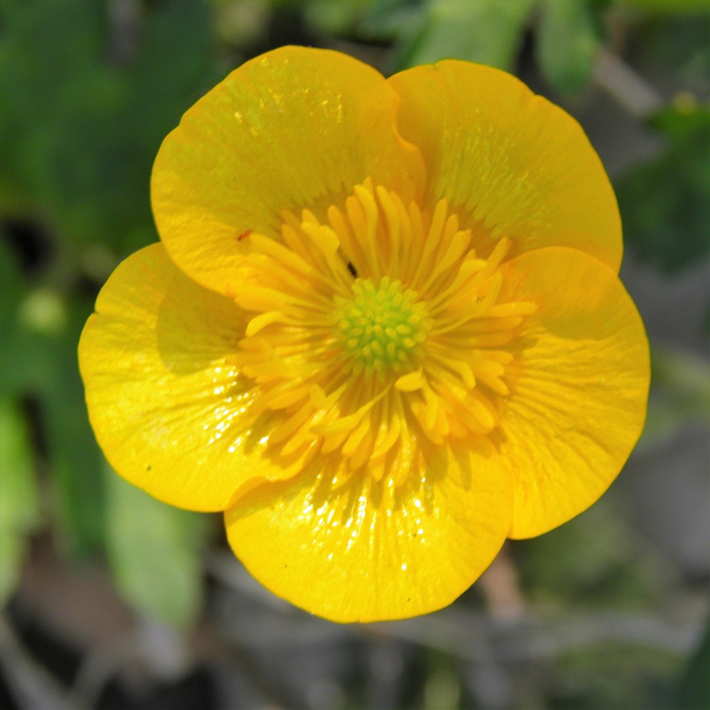 May 10: Buttercup by daisymiller