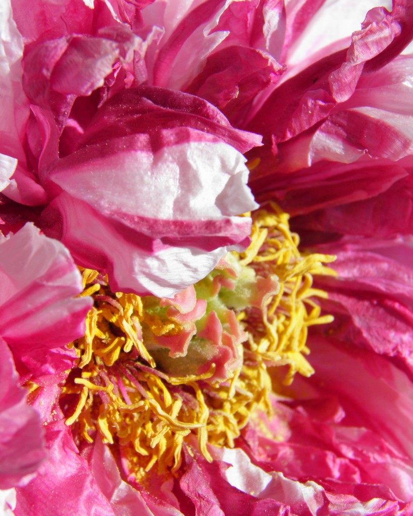 May 8: Tree Peony by daisymiller