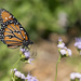 Backyard Butterfly by gaylewood
