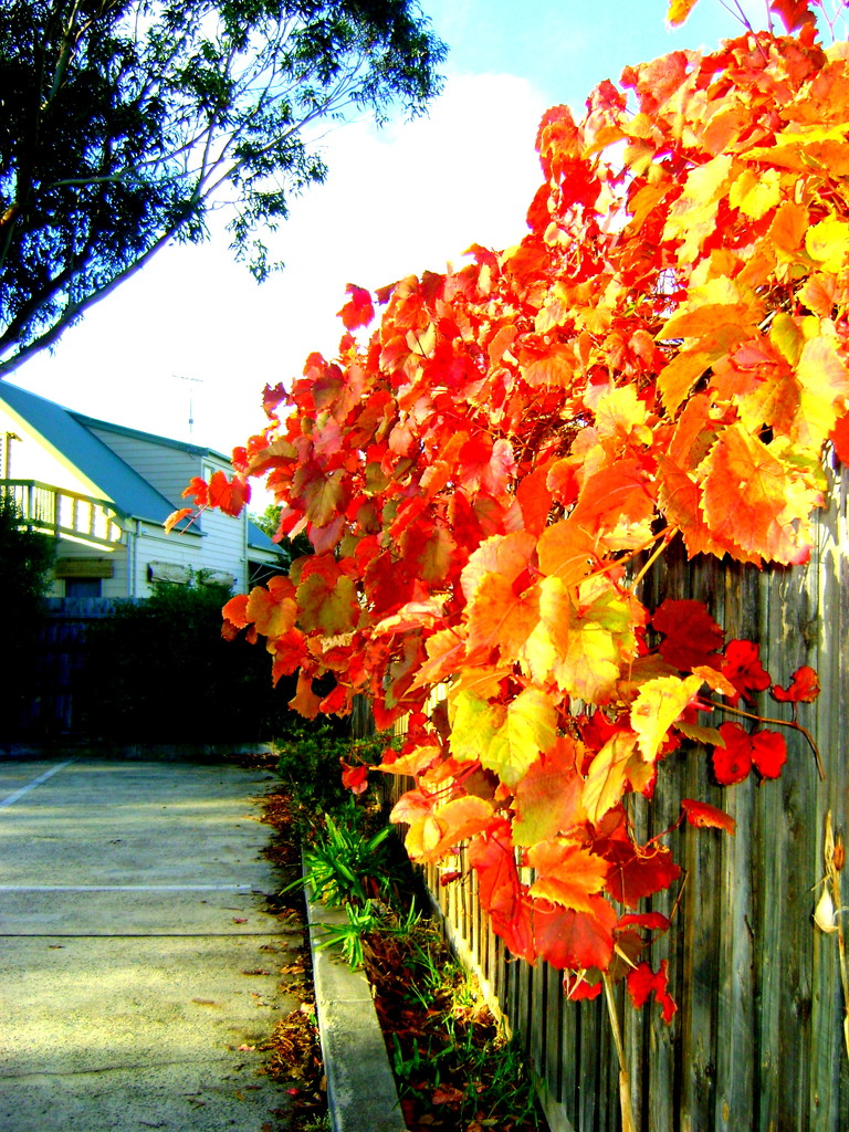 Autumn colour by marguerita