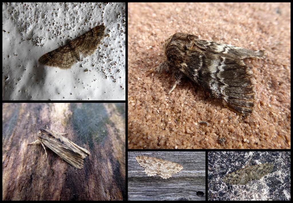 garden moths 6 by steveandkerry