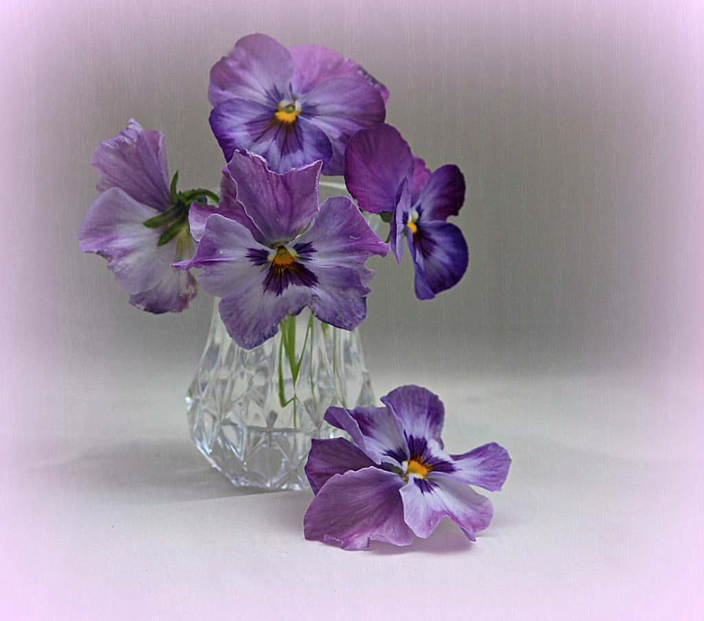   Purple Pansy.  by wendyfrost