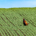 Pheasant by frequentframes
