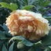 Paeonia suffruticosa „High Noon“ by ninihi