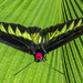 Raja Brooke's Birdwing Butterfly by ianjb21