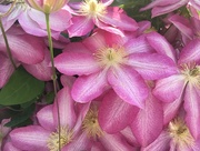 11th May 2018 - Pink Clematis