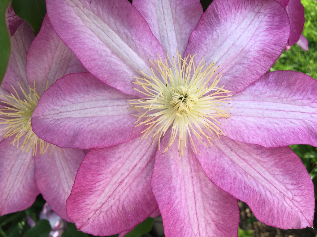 Clematis, Close and Personal by marylandgirl58
