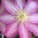 Clematis, Close and Personal by marylandgirl58