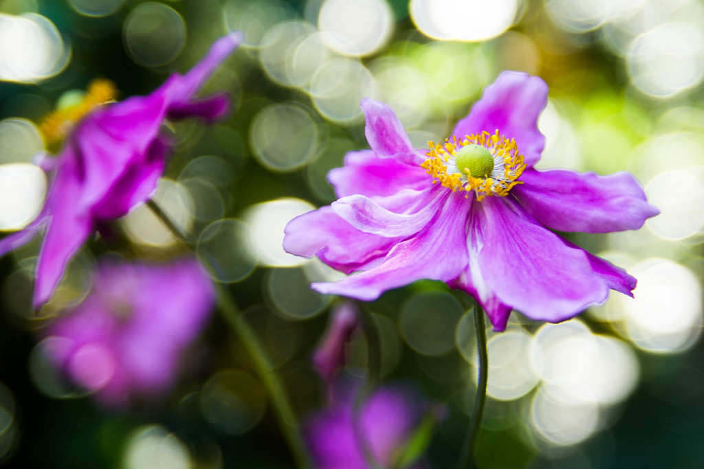 bokeh and flower by ricaa