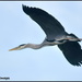The flight of the heron by rosiekind