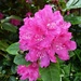Rhododendron in bloom  by beryl