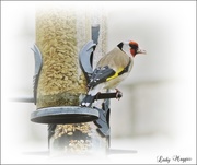 12th May 2018 - Goldfinch in for Lunch