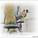 Goldfinch in for Lunch by ladymagpie