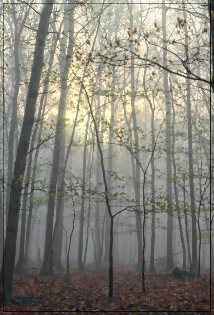 Foggy Morning by olivetreeann