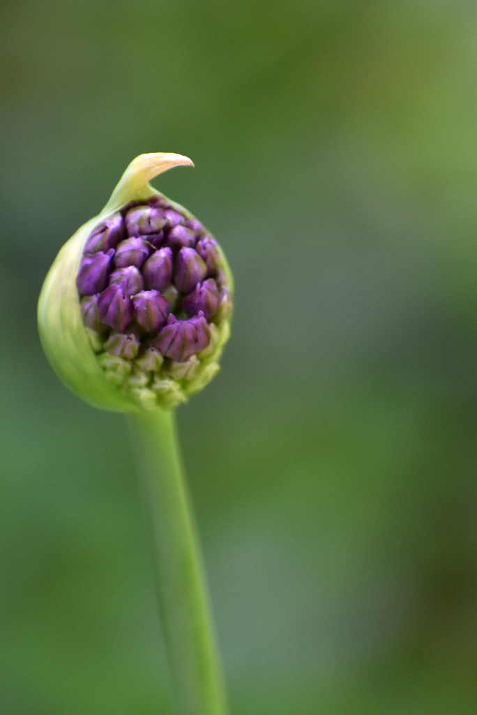 About to Burst Allium by alophoto