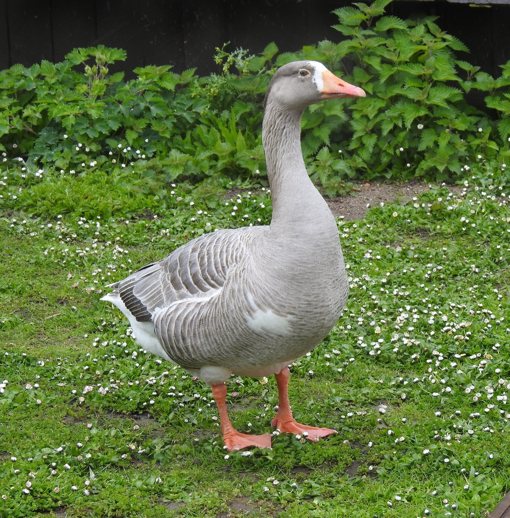 A Rather Handsome Greylag Goose by susiemc