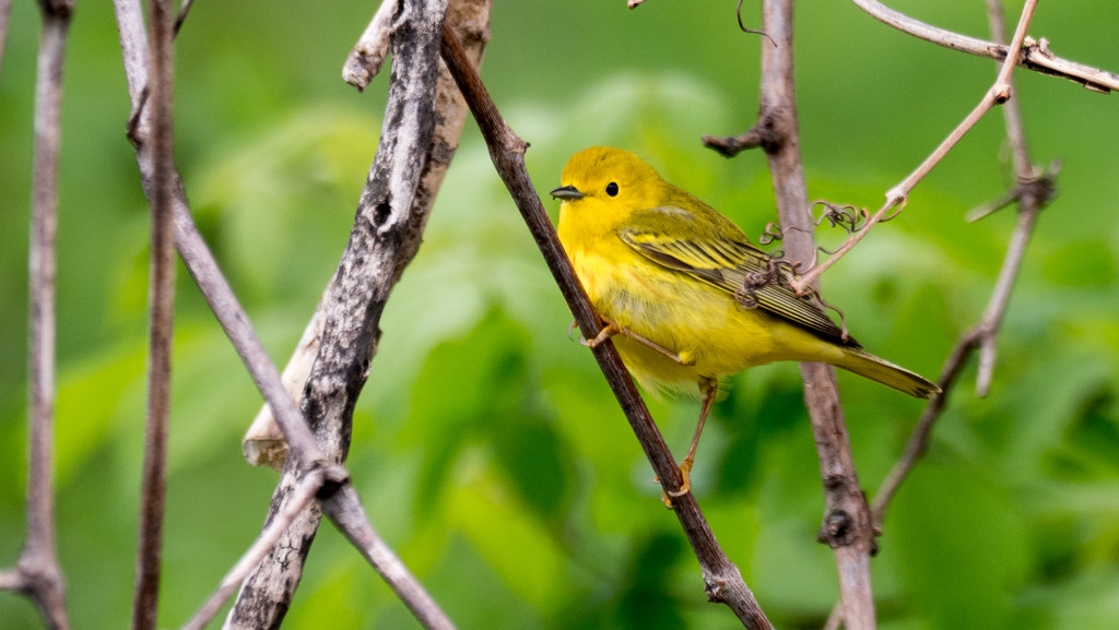 Yellow Warbler by rminer