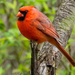 Northern Cardinal Landscape Closeup by rminer