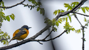 12th May 2018 - Baltimore Oriole on a branch