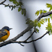 Baltimore Oriole on a branch by rminer