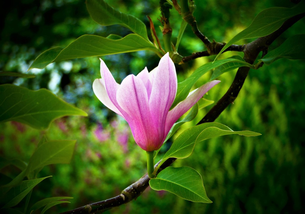 Magnolia by carole_sandford