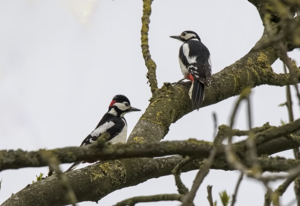 woodpeckers by shepherdmanswife
