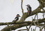 11th May 2018 - woodpeckers