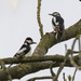 woodpeckers by shepherdmanswife