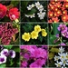 A Collection Of Flowers ~ by happysnaps