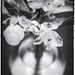 Lilies and tulip by domenicododaro