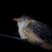 Guira cuckoo by leonbuys83
