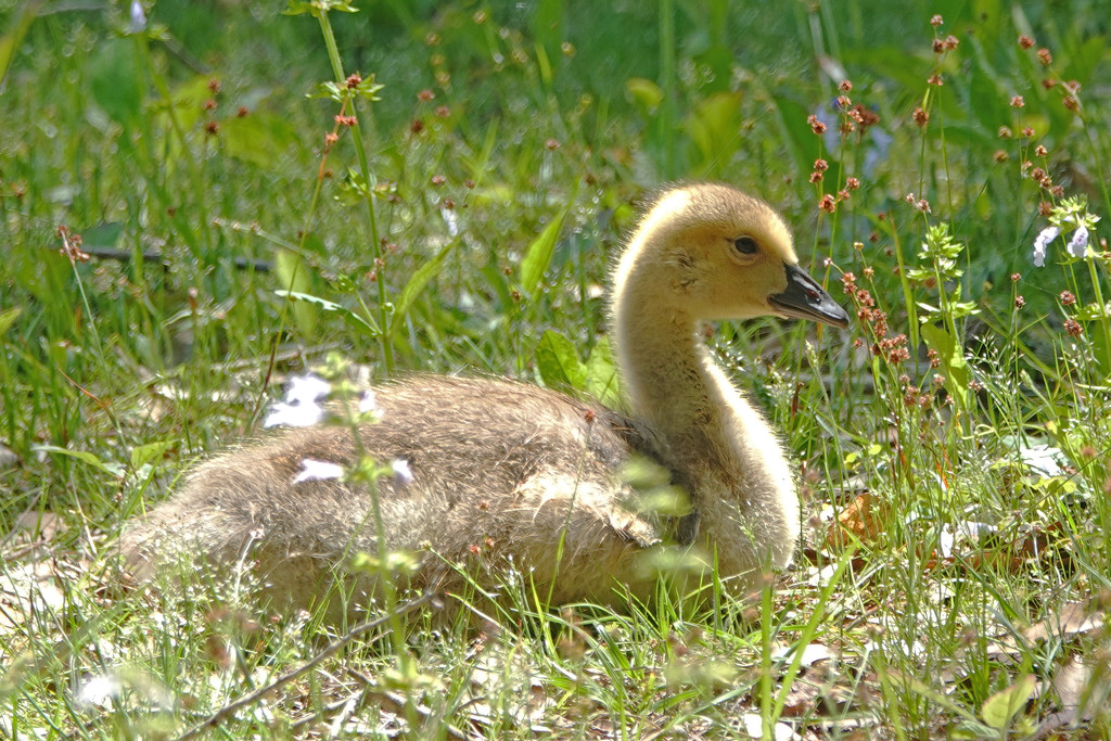 The Lone Gosling by milaniet