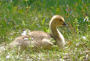 12th May 2018 - The Lone Gosling