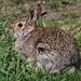 Unafraid Bunny by bjchipman