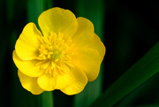 12th May 2018 - Paimpont 2018: Day 108 - Buttercup