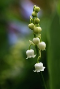12th May 2018 - Lily of the Valley