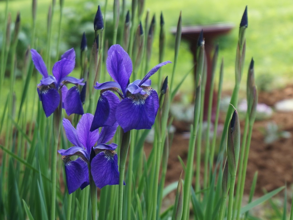 More iris by tunia