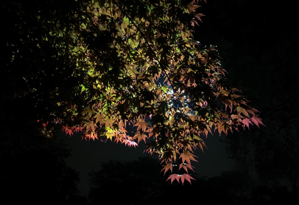 Red Maple at Night by loweygrace