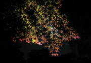 12th May 2018 - Red Maple at Night