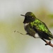 Hummingbird2 by amyk