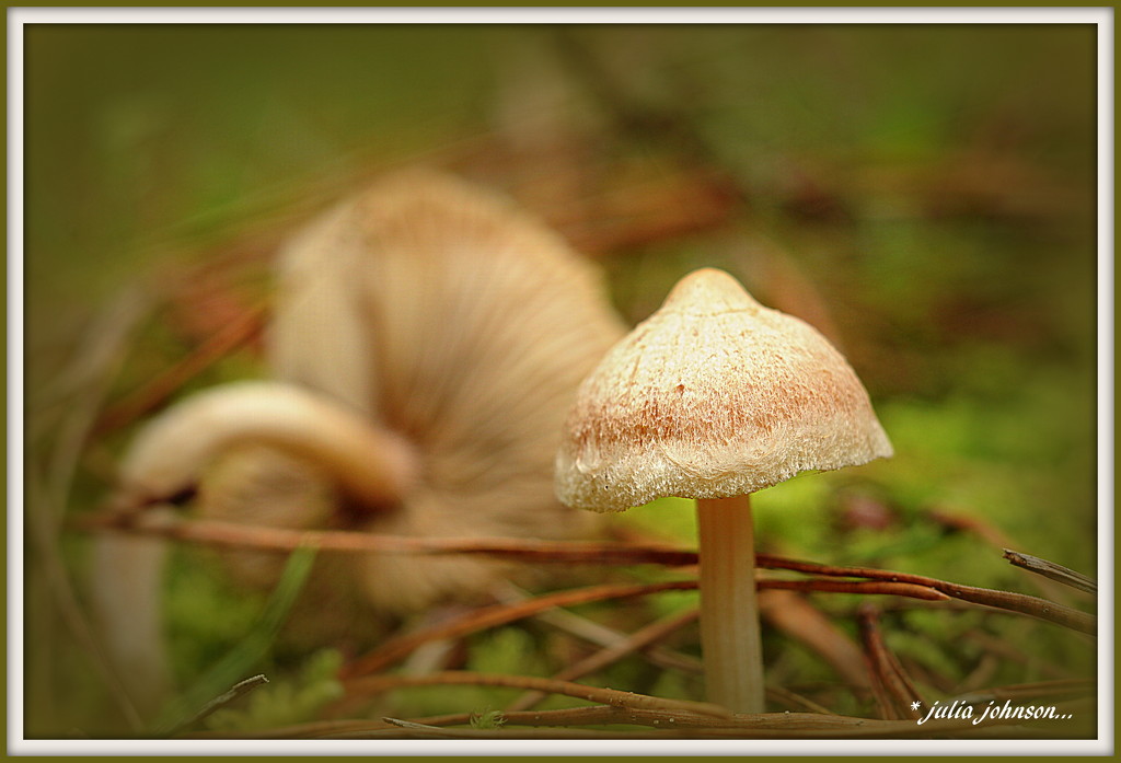 Another Fungi... by julzmaioro