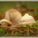 Another Fungi... by julzmaioro