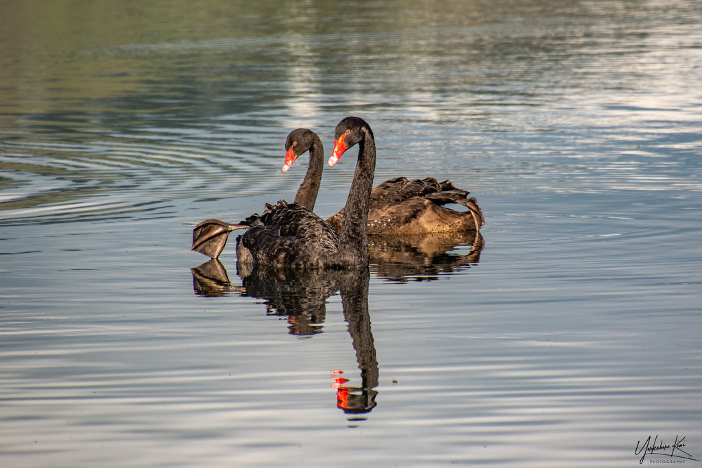 Black Swan Tangle by yorkshirekiwi